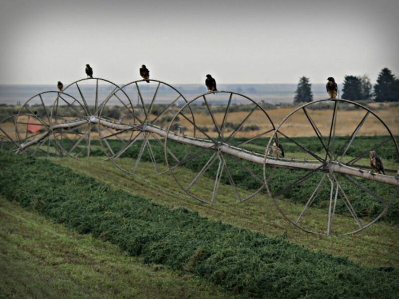Birds keep track of these crops in Argentina