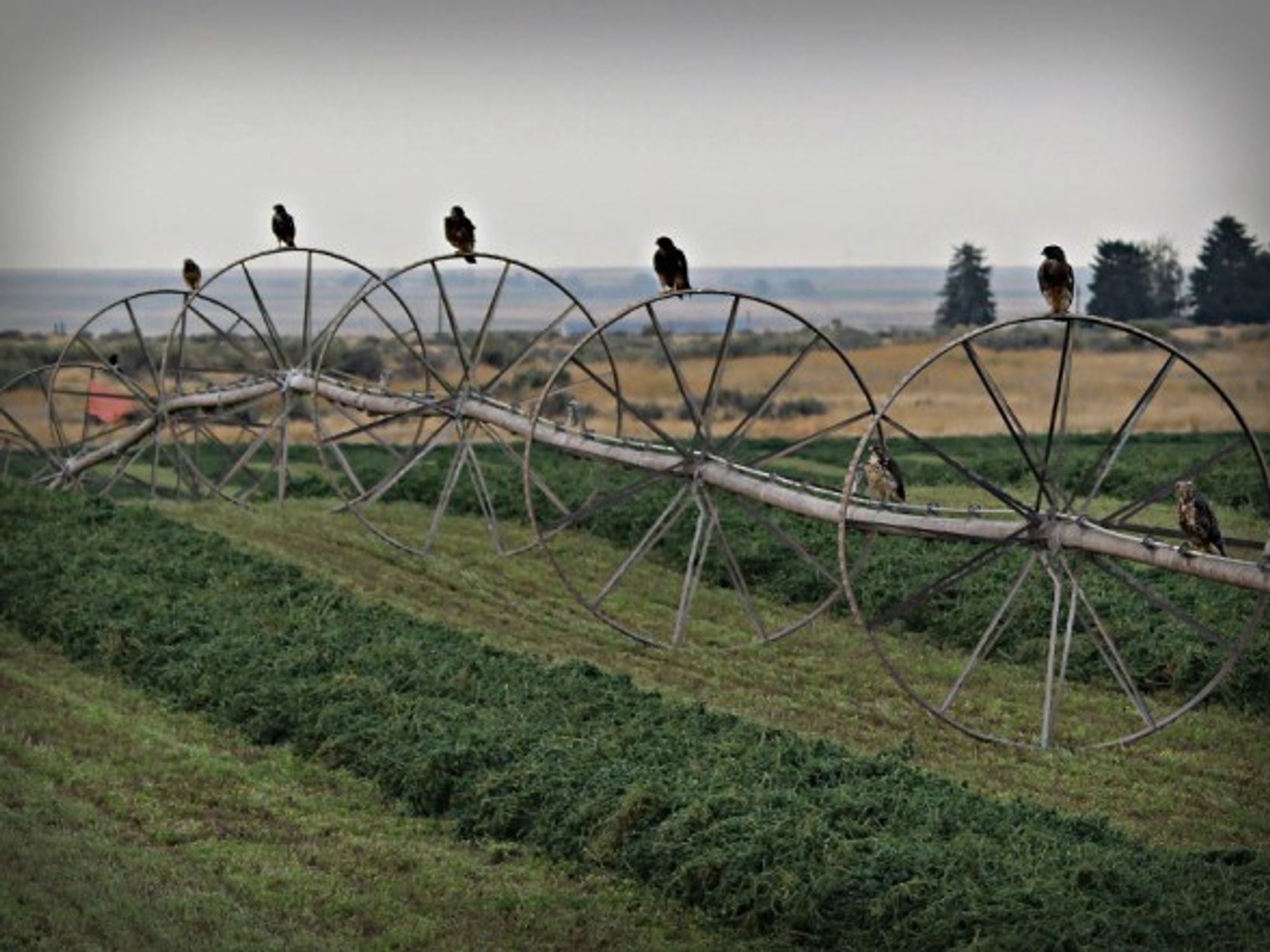 Birds keep track of these crops in Argentina