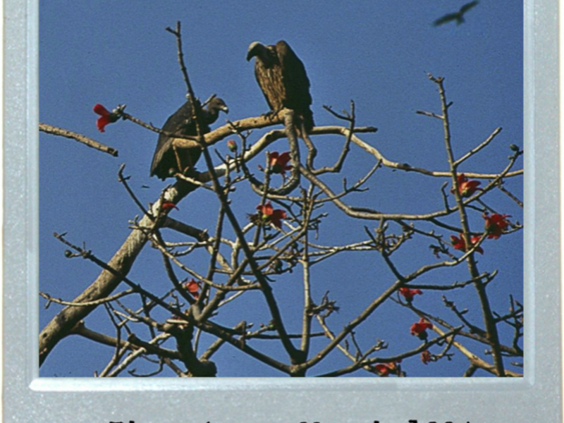 Birds Of Prayer