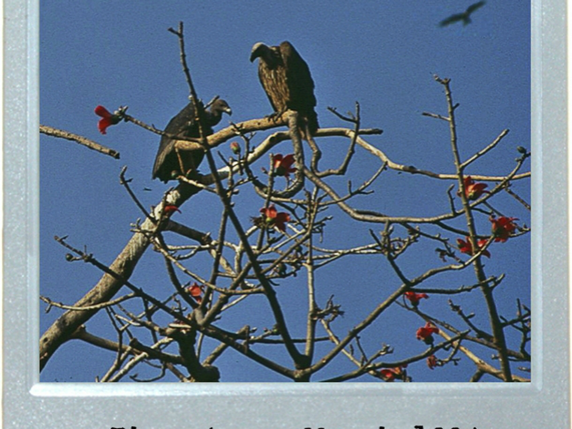 Birds Of Prayer