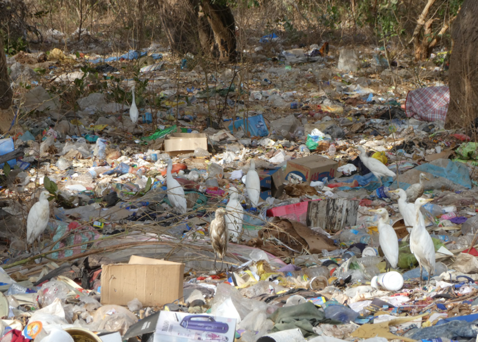 Birds rummaging through waste.