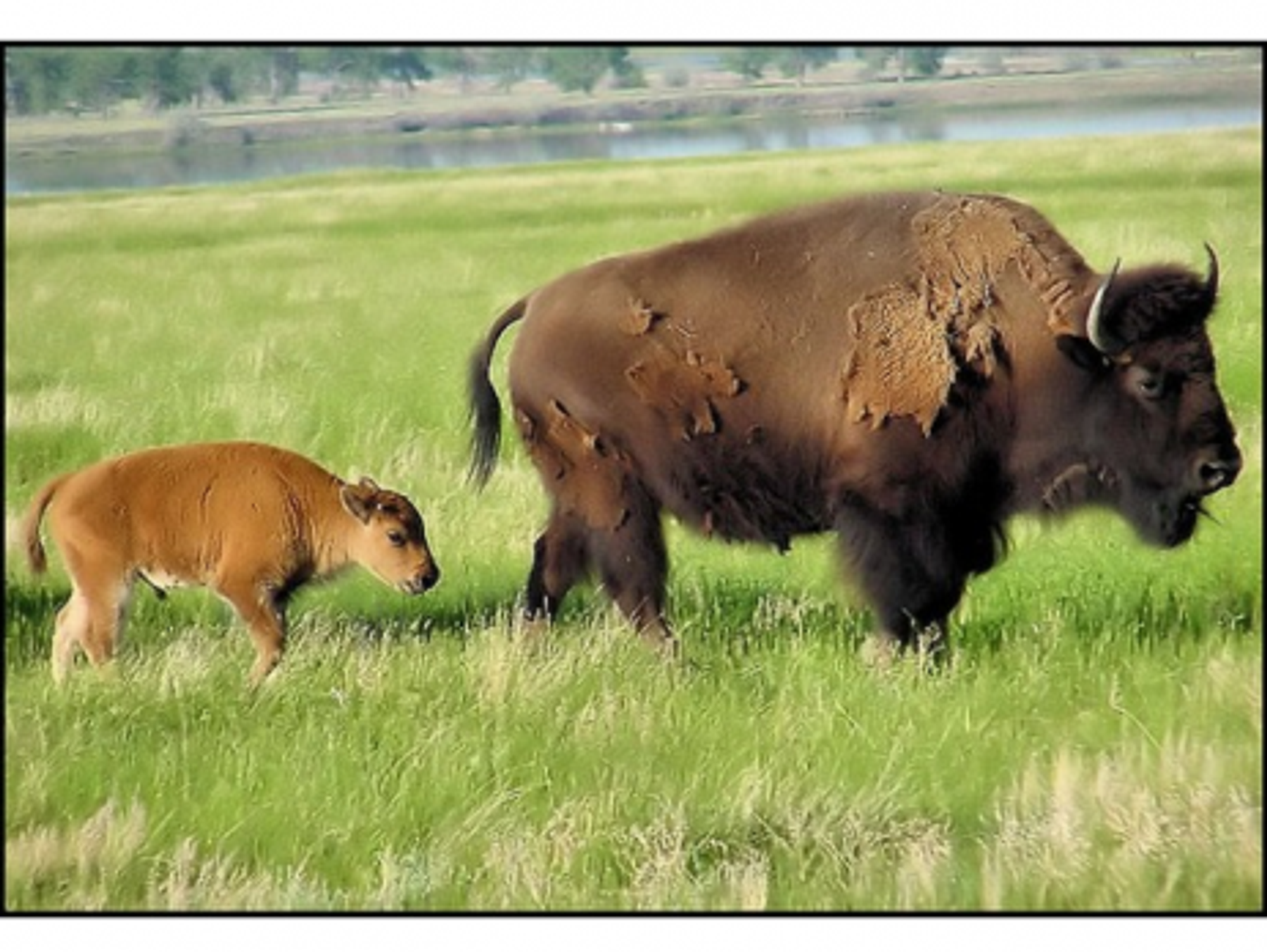 Bisons are back at Fort Peck, among *their* people (SeattleRay)