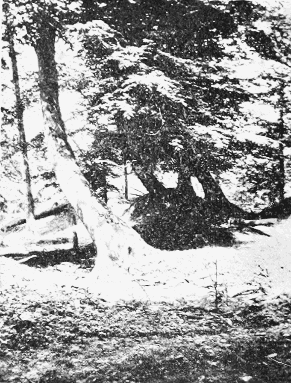 Black-and-white photo of trees tilted by the 1811-1812 New Madrid earthquakes