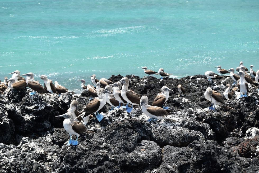 Blue footed boobies on Isabela Island.