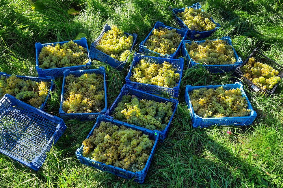 Blue plastic crates with newly harvested green Solaris grapes in Chateaux Luna vineyard, Lysekil, Sweden.