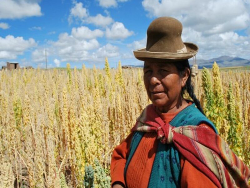 Bolivian farmer in her quinoa field