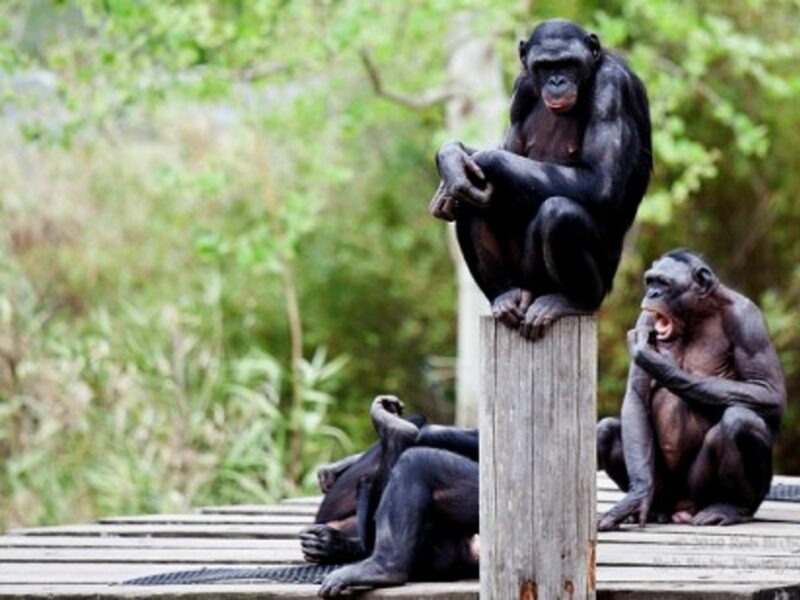 Bonobo apes at a zoo in Jacksonville, Florida (RobBixbyPhotography)