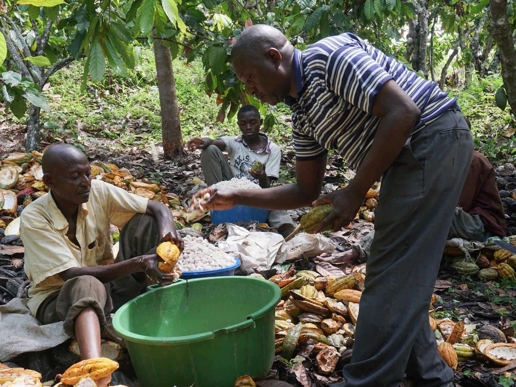 The Bitter Core Of Uganda's Billion-Dollar Cocoa Industry: Economic Injustice