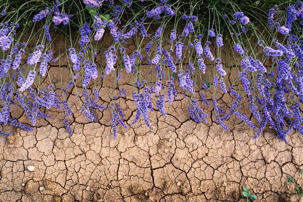 Brown dry cracked dirt with no vegetation, next to purple flowers that have been watered.