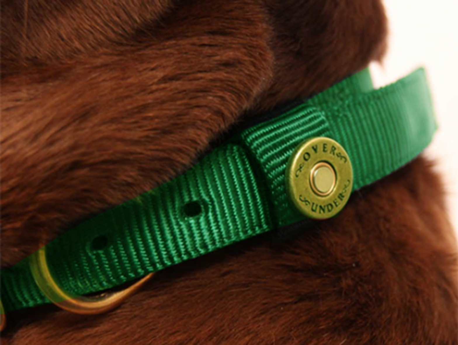 Buenos Aires Mayor Wants To Give Green Collars To Good Dogs