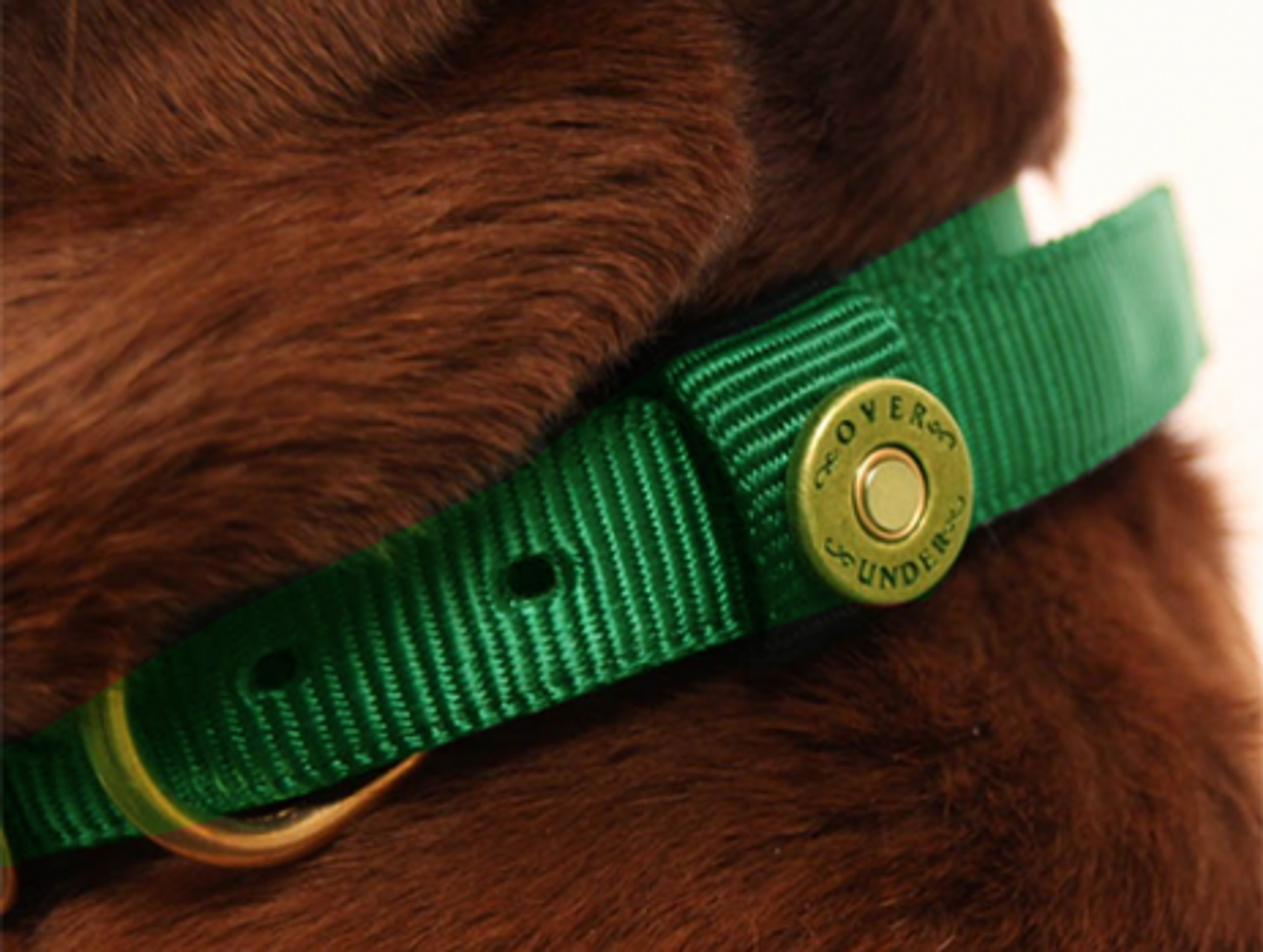 Buenos Aires Mayor Wants To Give Green Collars To Good Dogs
