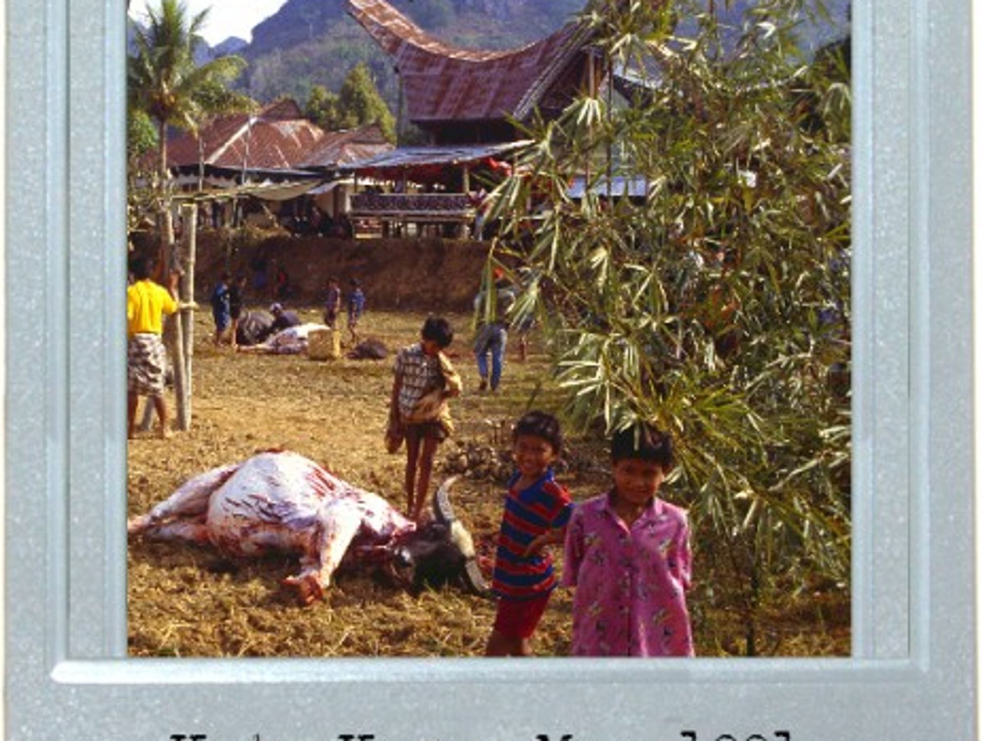Buffaloes And Burials