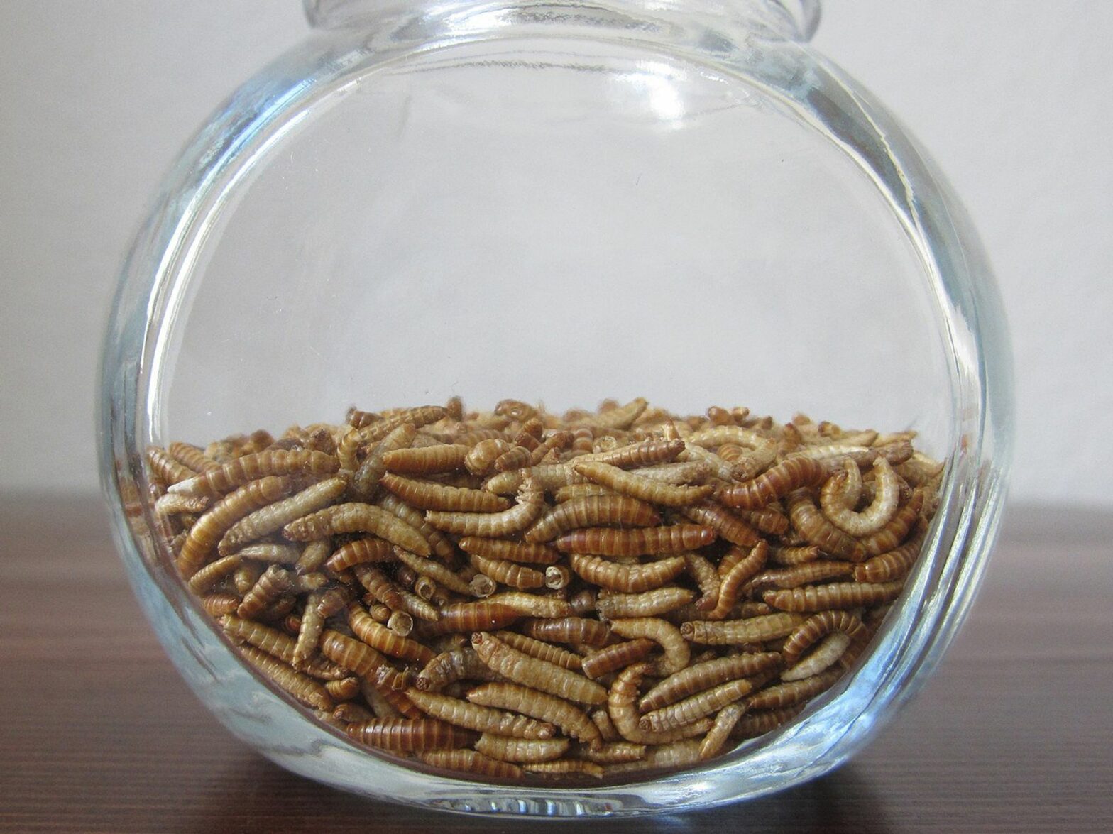 Buffaloworms, also known as lesser mealworms, are the larvae of the litter beetle (Alphitobius diaperinus), a species of darkling beetle.