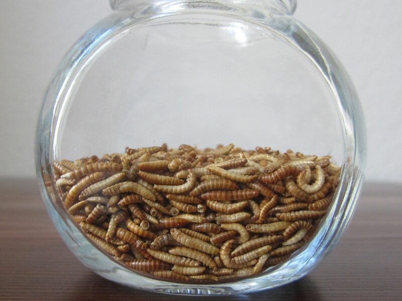 Buffaloworms, also known as lesser mealworms, are the larvae of the litter beetle (Alphitobius diaperinus), a species of darkling beetle.