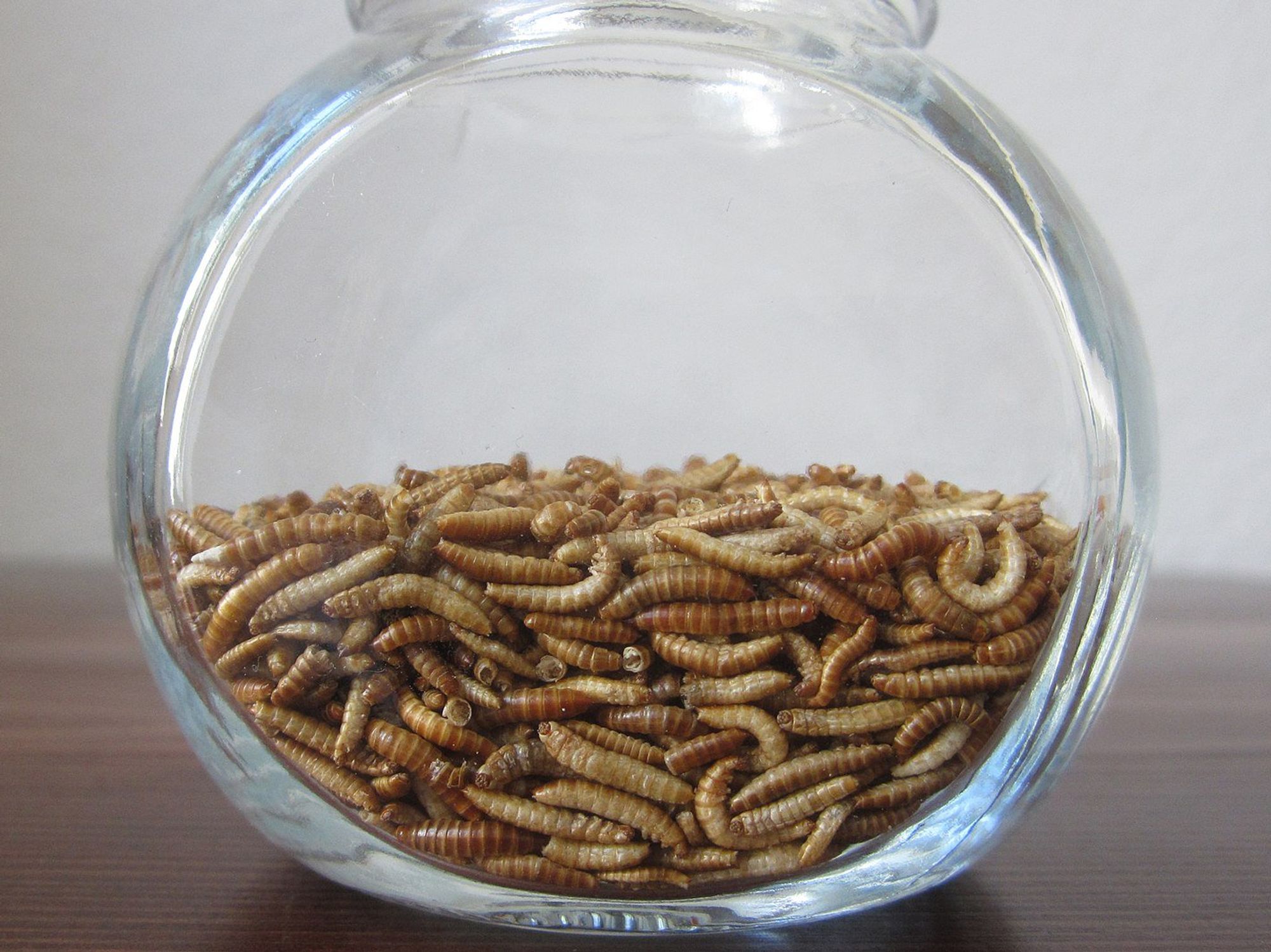 Buffaloworms, also known as lesser mealworms, are the larvae of the litter beetle (Alphitobius diaperinus), a species of darkling beetle.