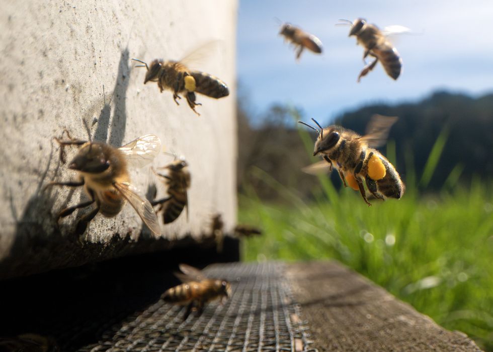 Busy Oregon bees
