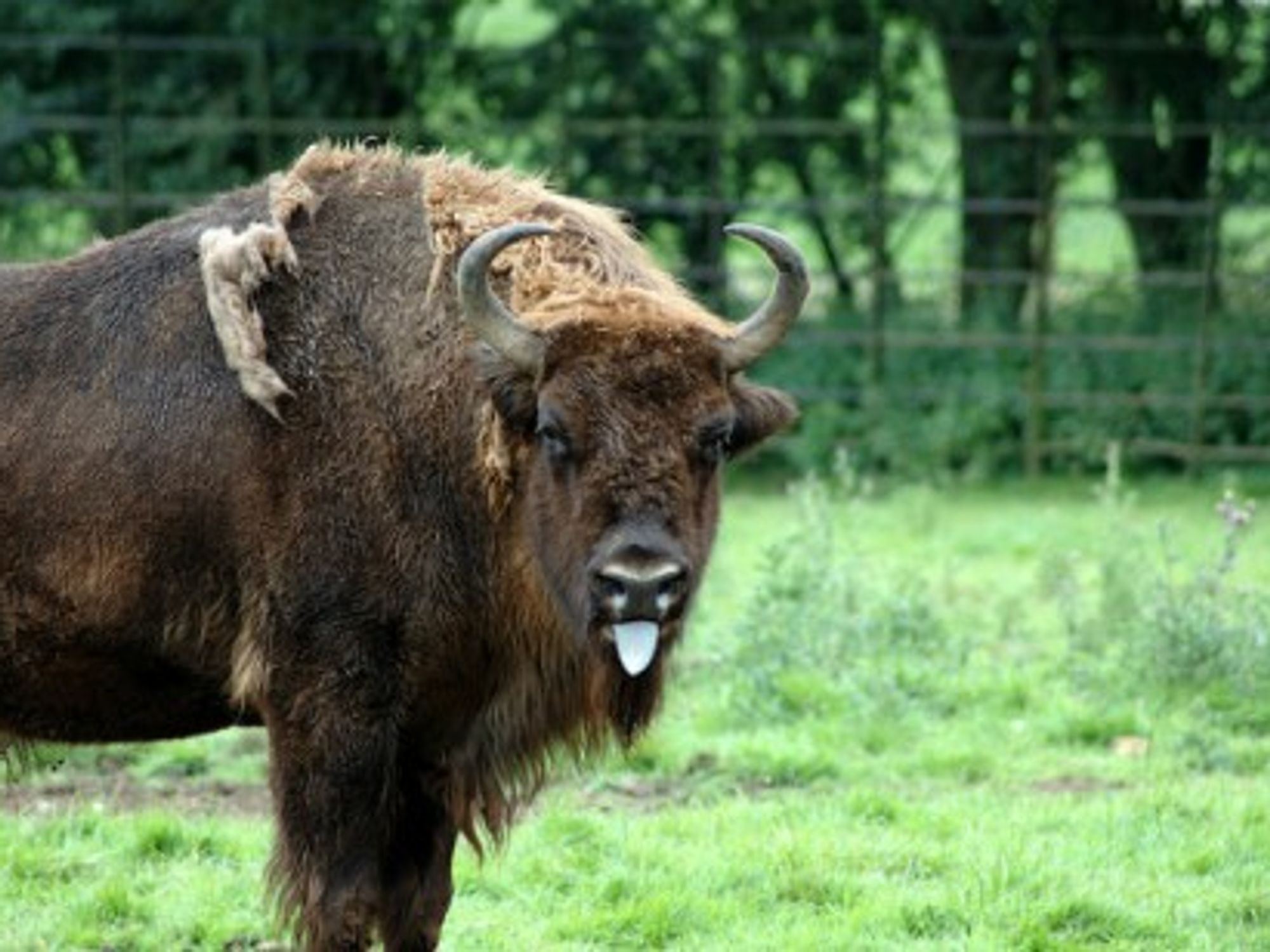 By Golly, The Bison Are Back