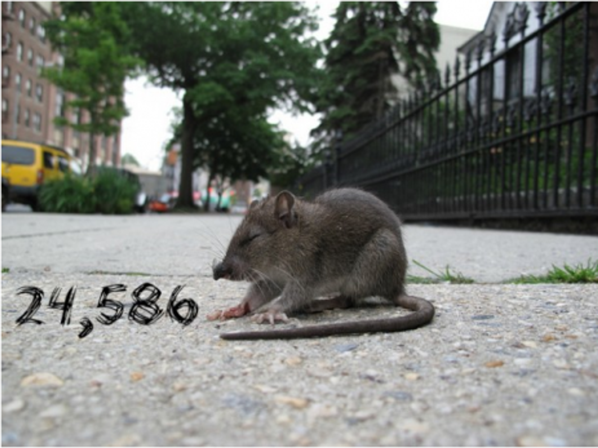 By The Numbers: Ancient Bogota, NYC Rats, Ebola Cures