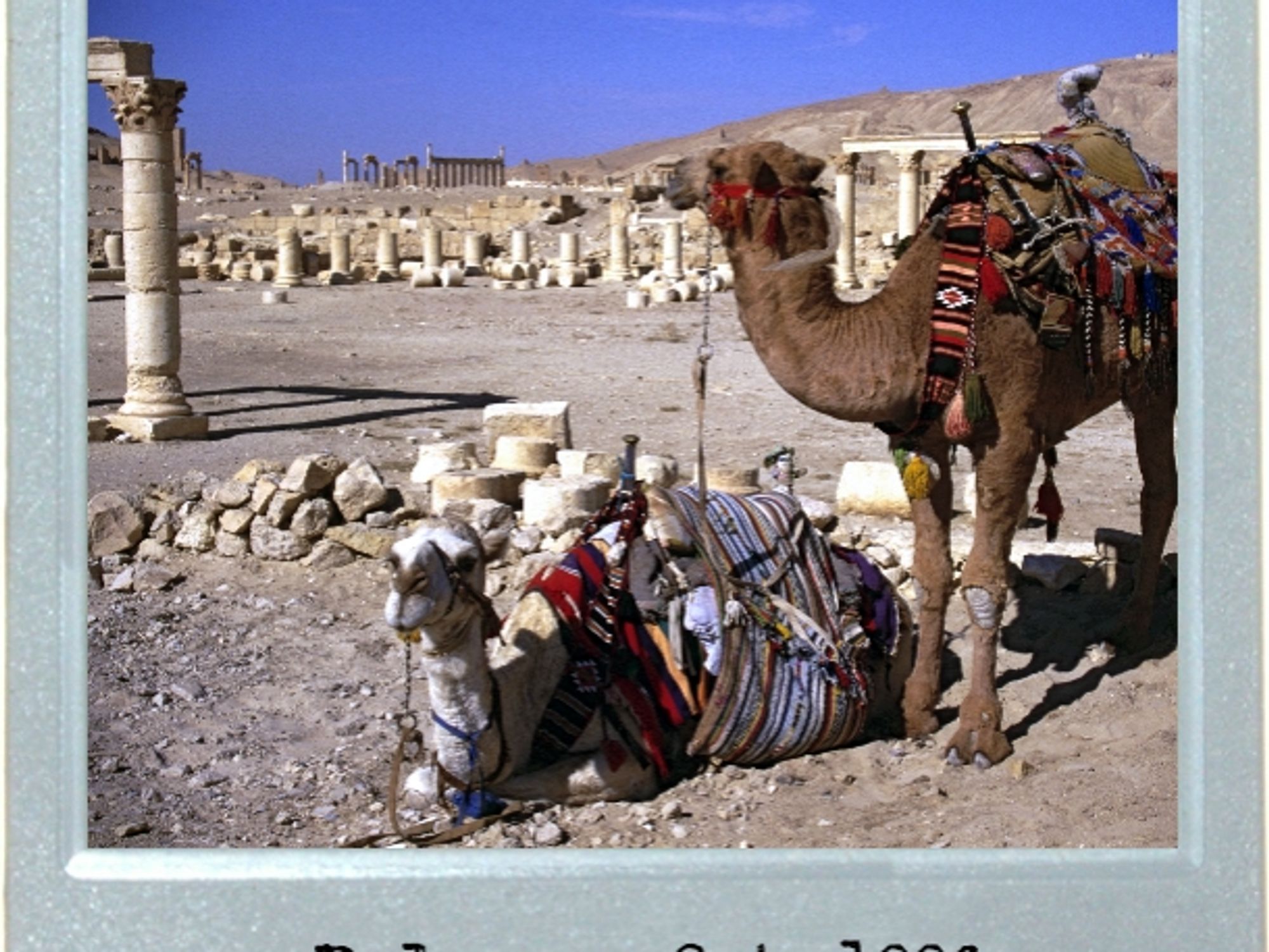Camel Calm