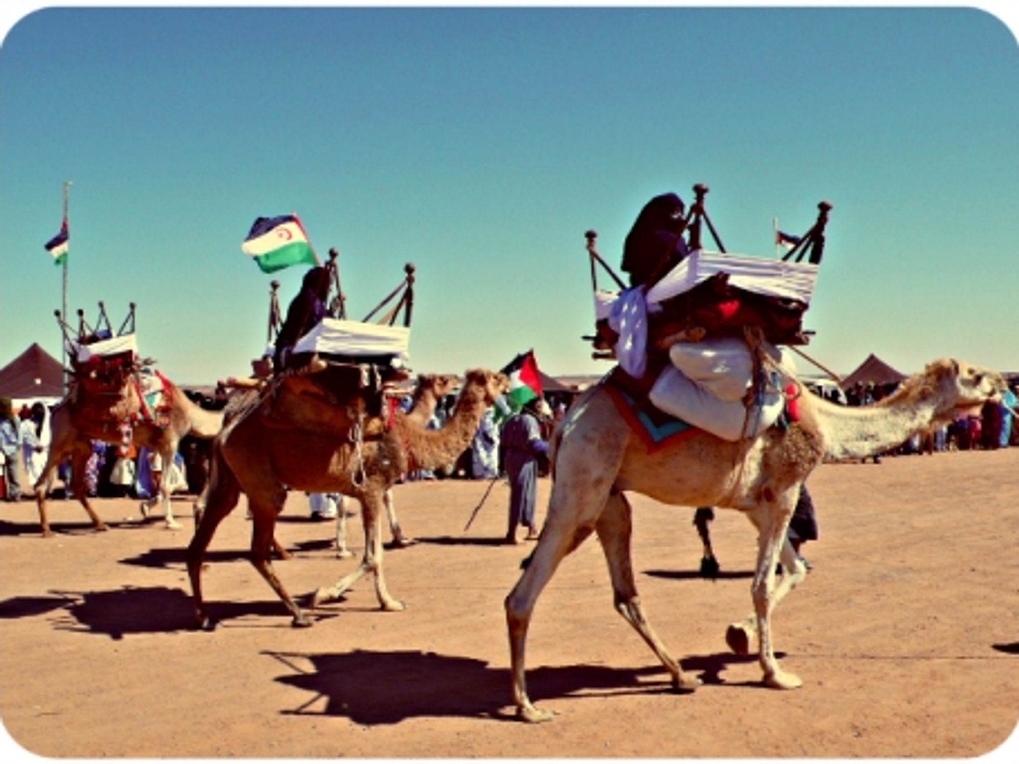 Camel exhibition in Dakhla