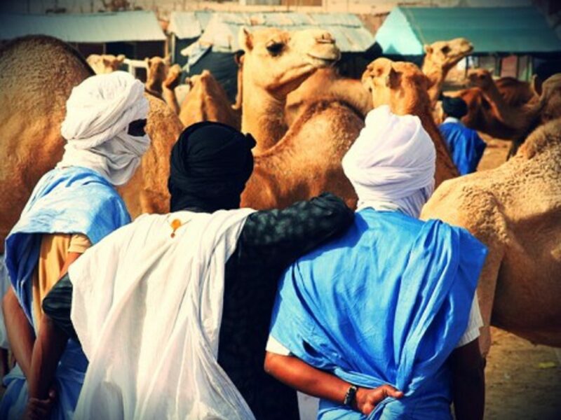 Camel market in Mauritania's capital Nouakchott