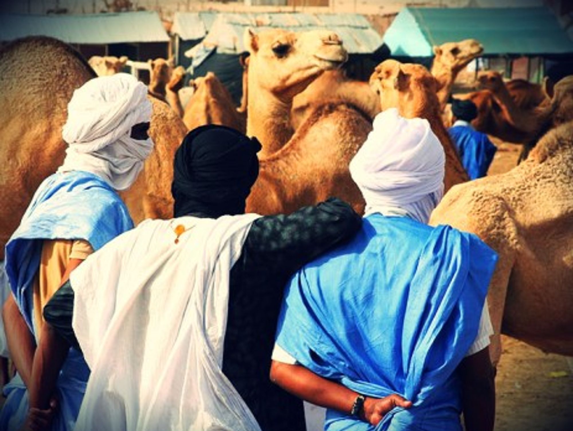 Camel market in Mauritania's capital Nouakchott