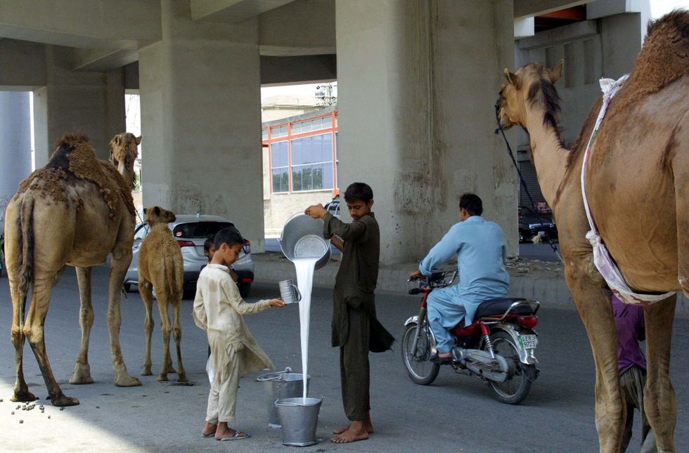 Camel milk vendors on the street.