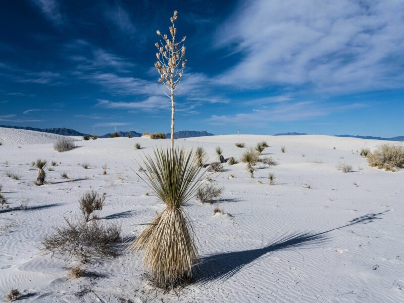 The Noble Absurdity Of Granting Constitutional Rights To Nature
