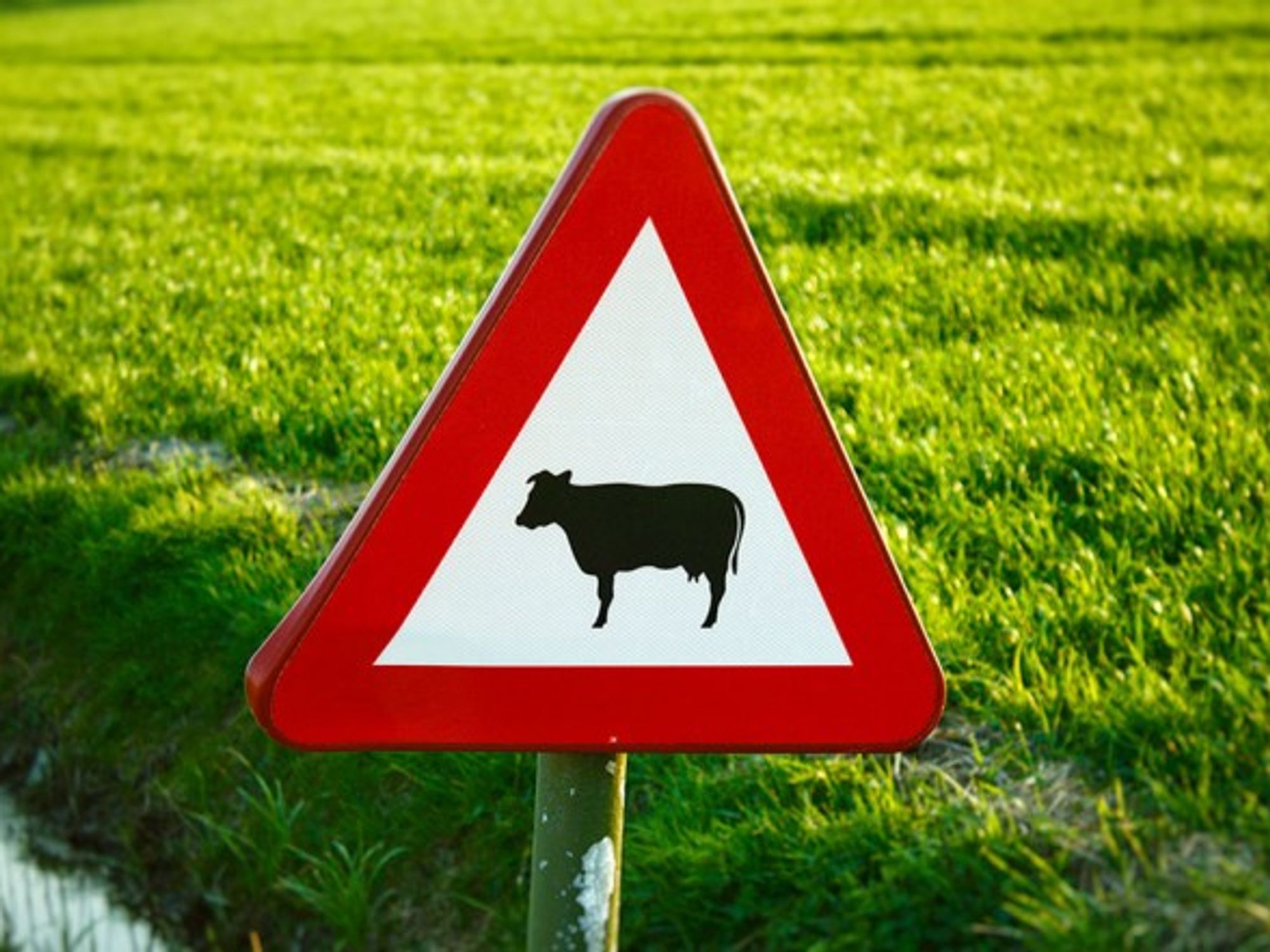Can we imagine a planet without meat?