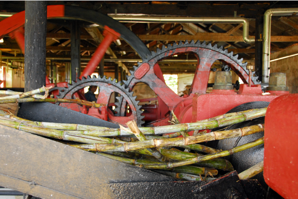 Cane Crushing at St.Nicholas Abbey Distilleries