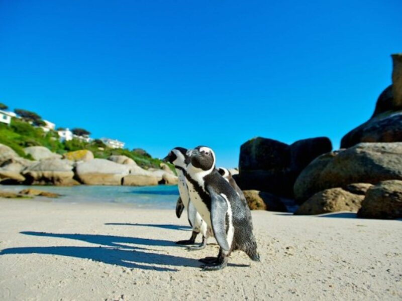 Cape Penguins in South Africa