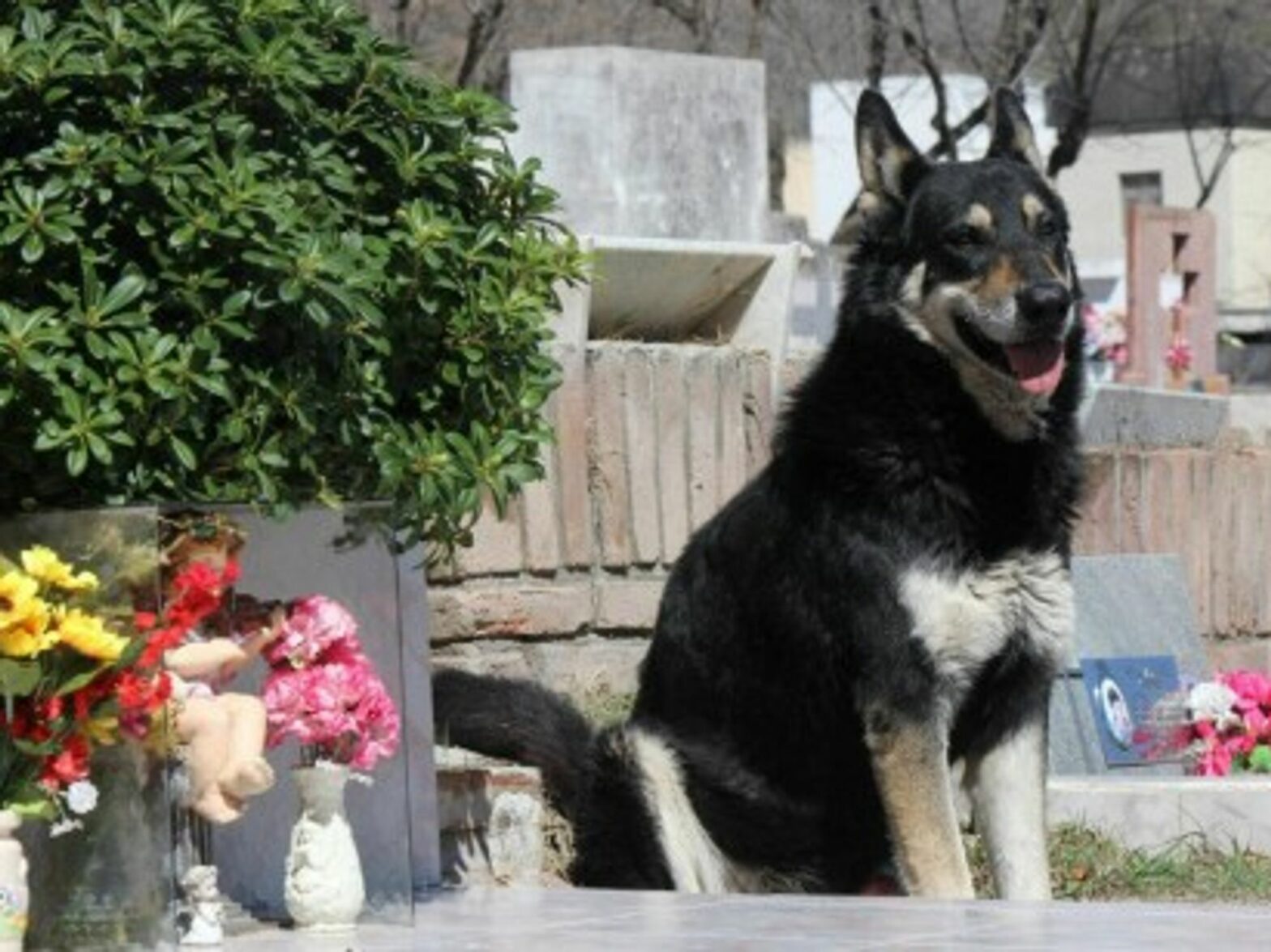 Capitan the loyal dog