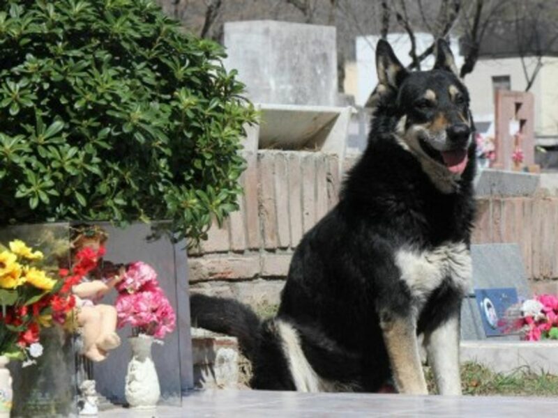 Capitan the loyal dog