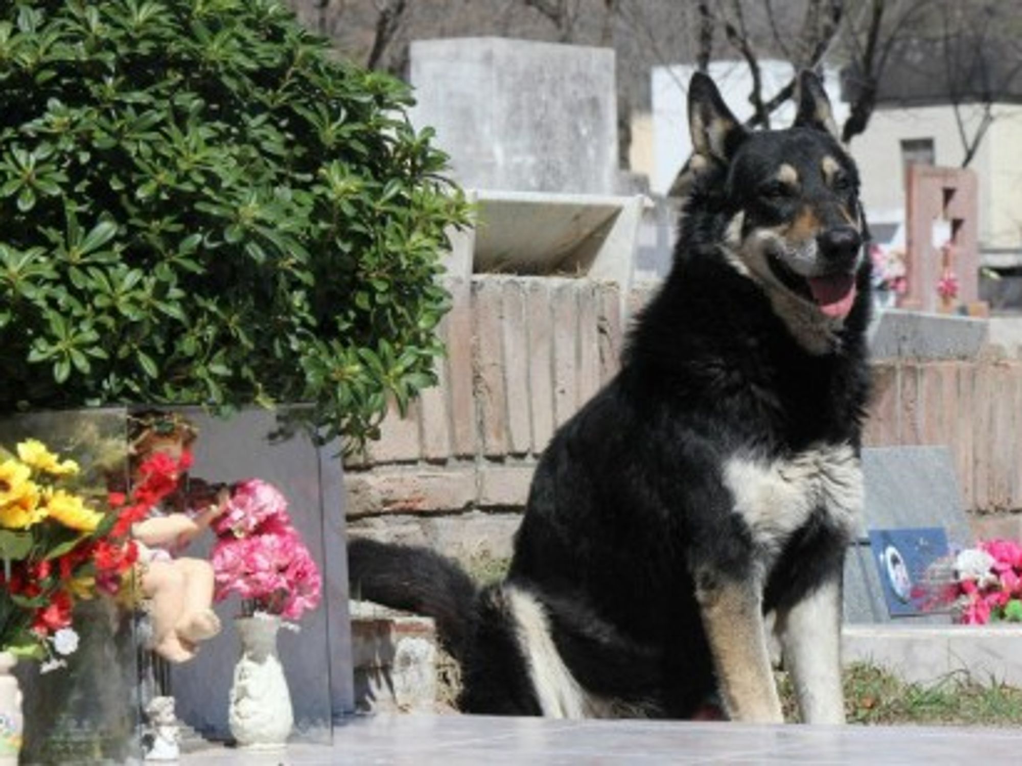 Capitan the loyal dog