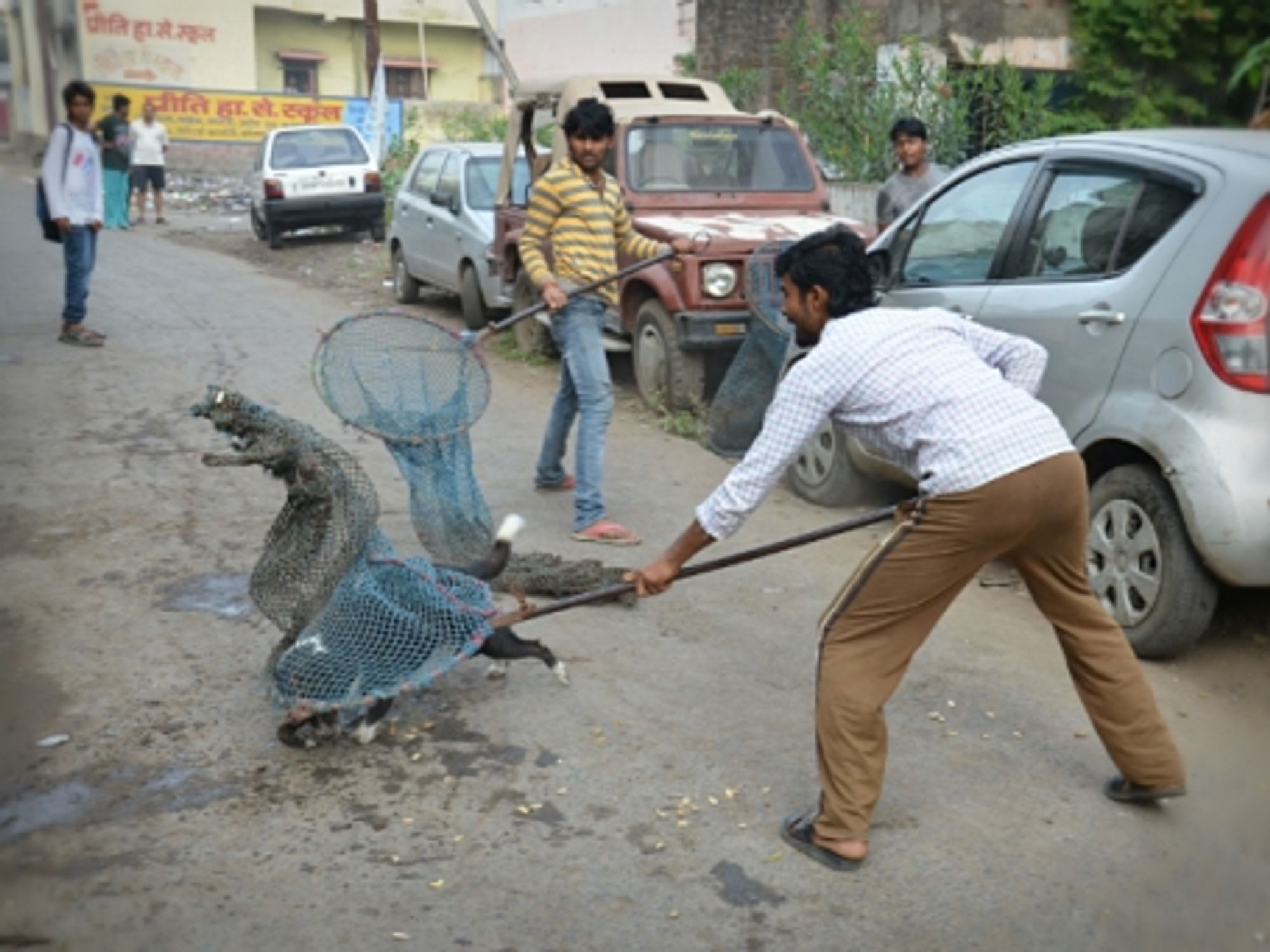 Catching street dogs to sterilize them, in Bhopal, India
