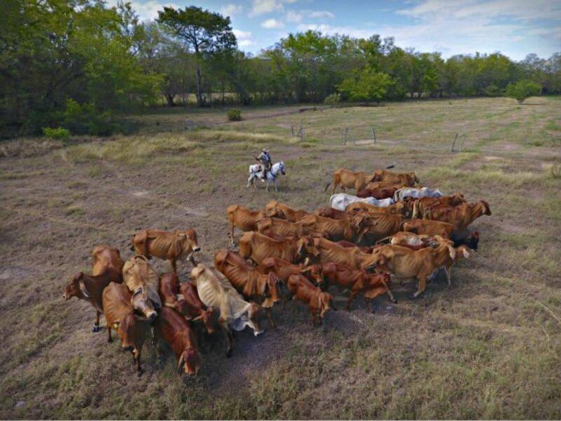 Cattle in Alvarado, Colombia
