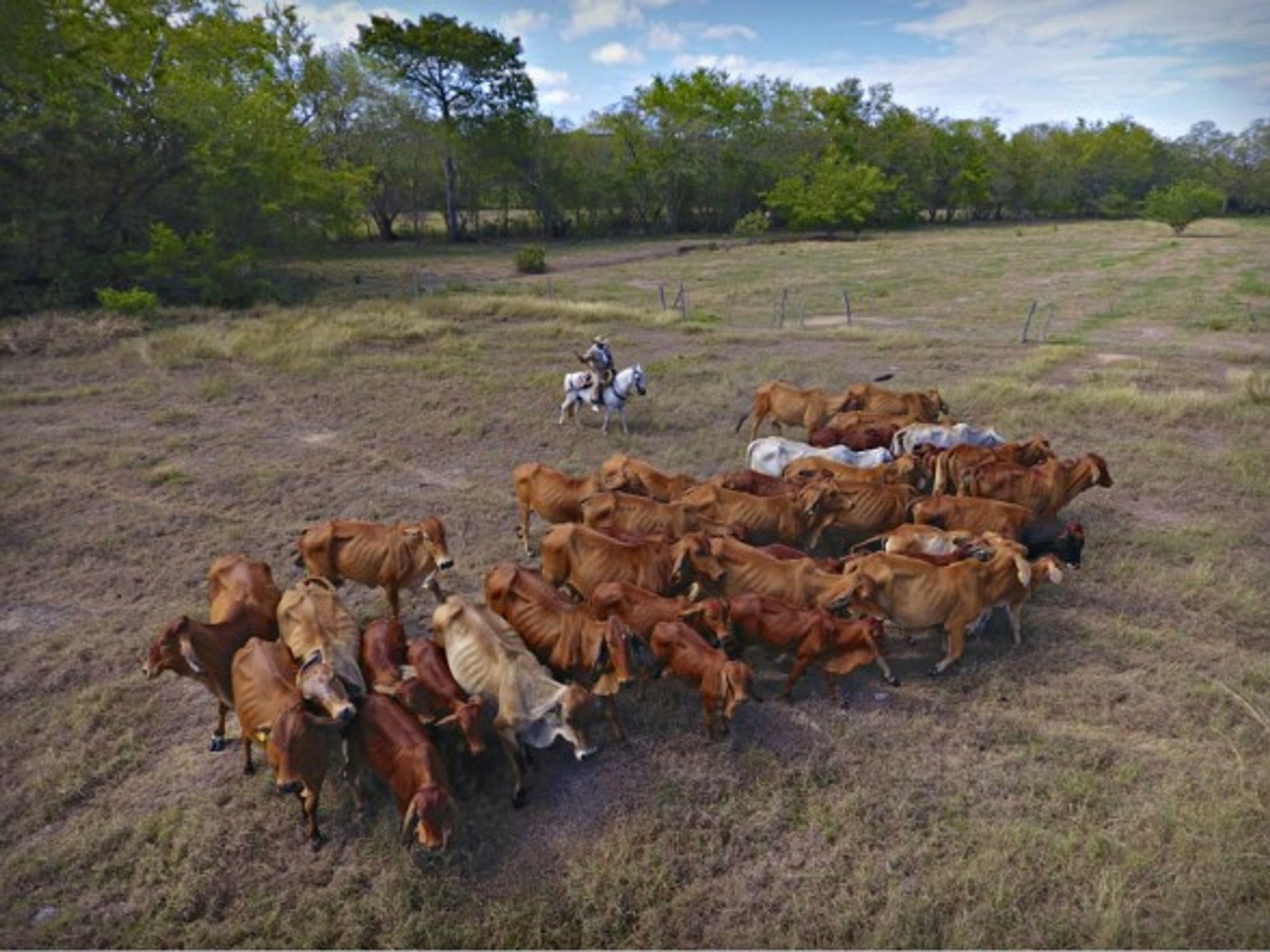 Cattle in Alvarado, Colombia