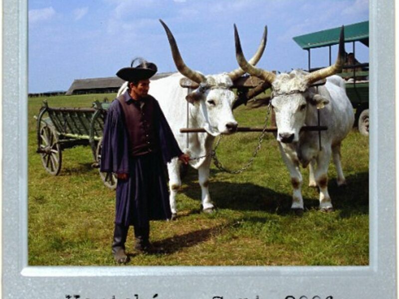 Cattle Pride