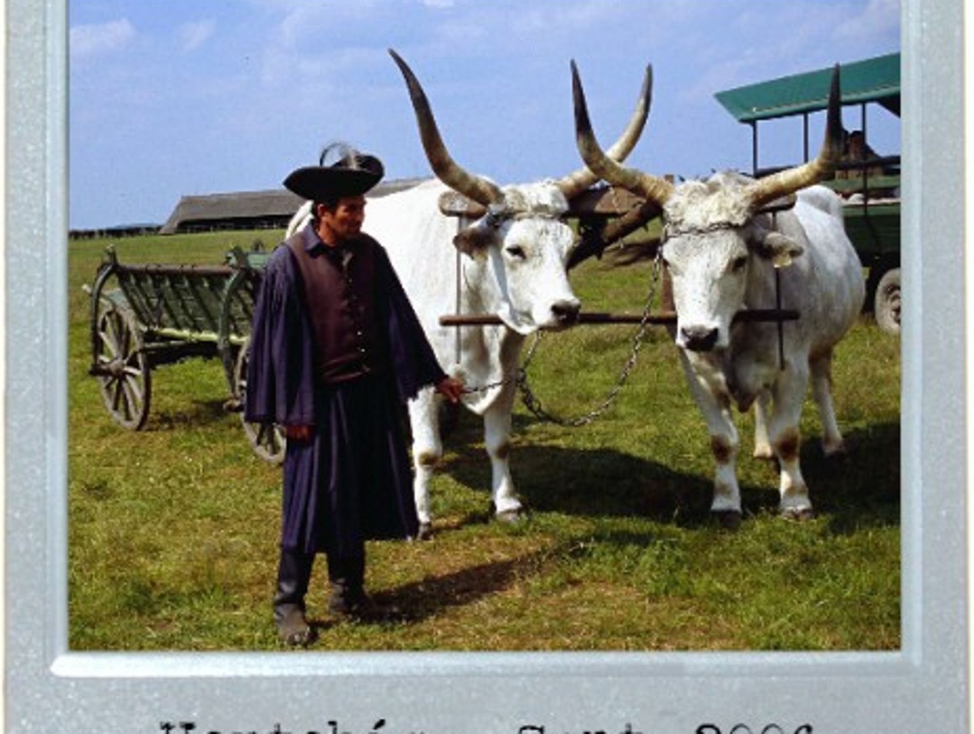 Cattle Pride