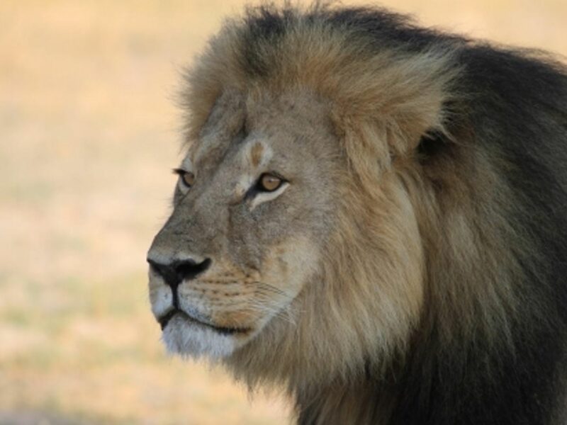 Cecil the lion
