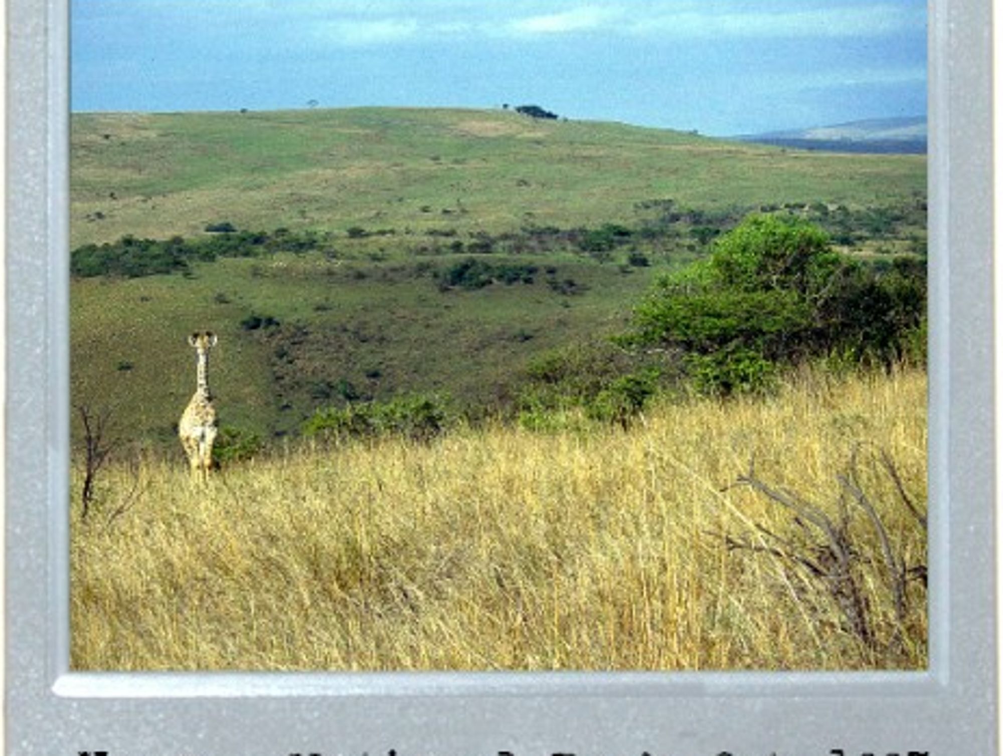 Central Safari