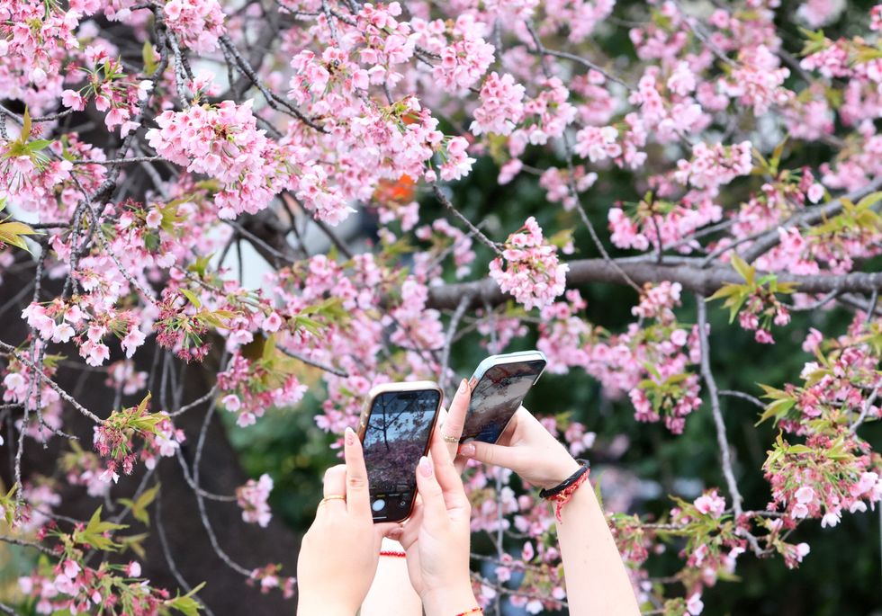 Cherry blossom influencers