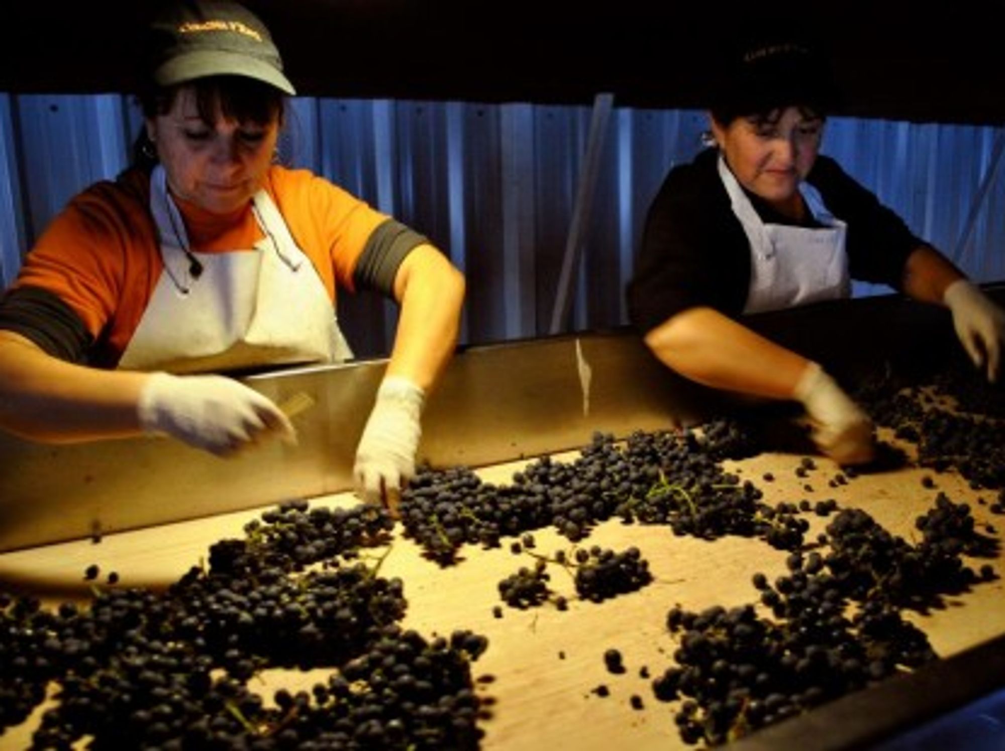 Chilean women picking their finest grapes