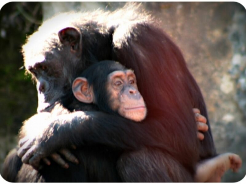 Chimpanzees sharing a very human hug
