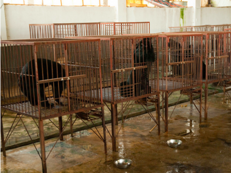 Chinese bear bile operations wanted to show they provided better conditions than these in Myanmar (Soggydan)