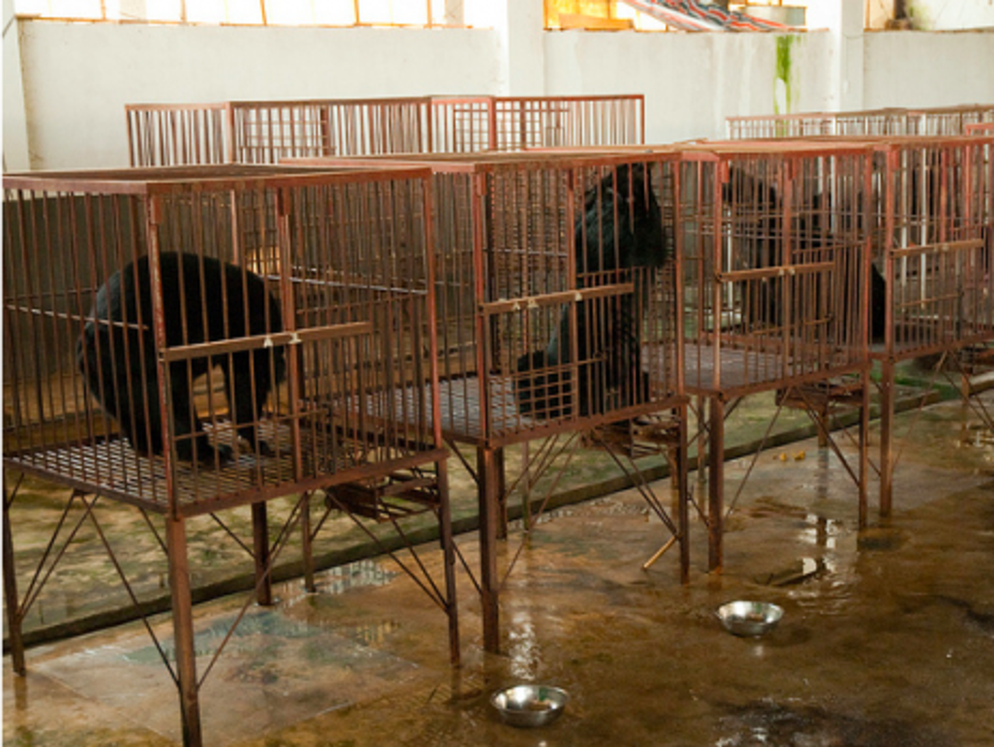 Chinese bear bile operations wanted to show they provided better conditions than these in Myanmar (Soggydan)