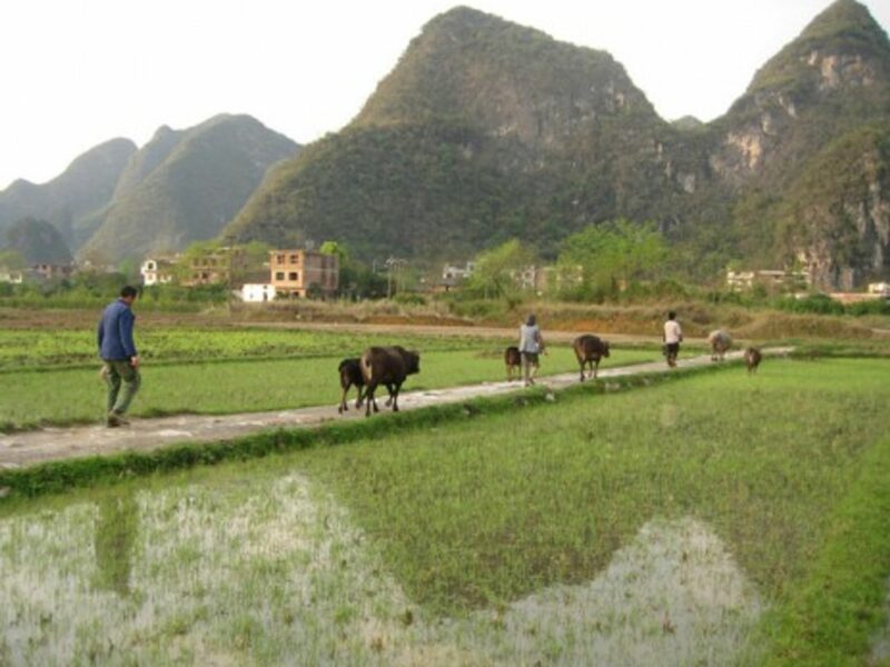 Chinese farmers