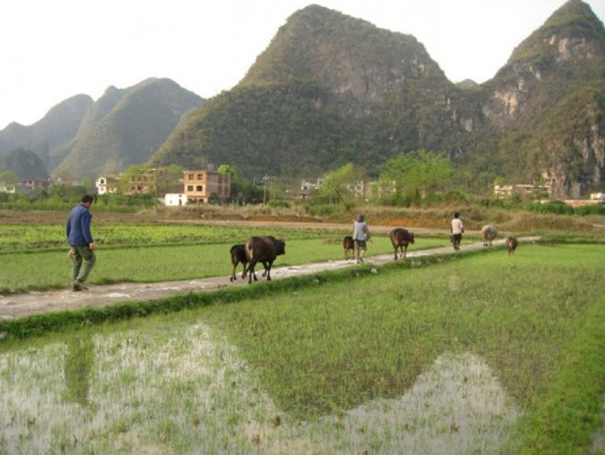 Chinese farmers