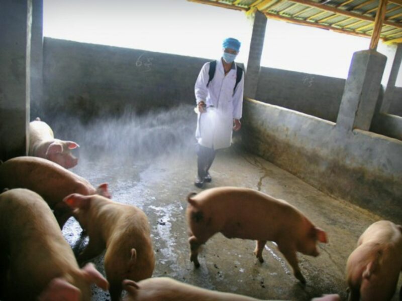 Chinese owner of a pig farm sprays disinfector on pigs
