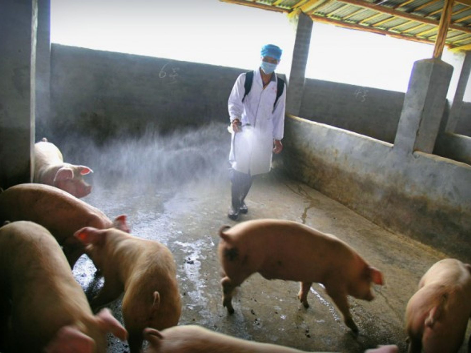 Chinese owner of a pig farm sprays disinfector on pigs